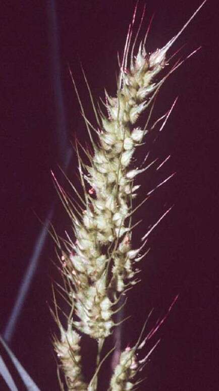 Echinochloa muricata (P. Beauv.) Fernald resmi