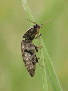 Image of Agrypnus murinus