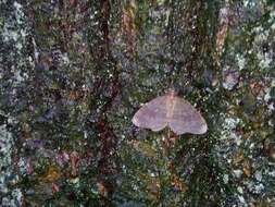 Image of winter moth