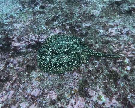 Image of Tumbes Round Stingray