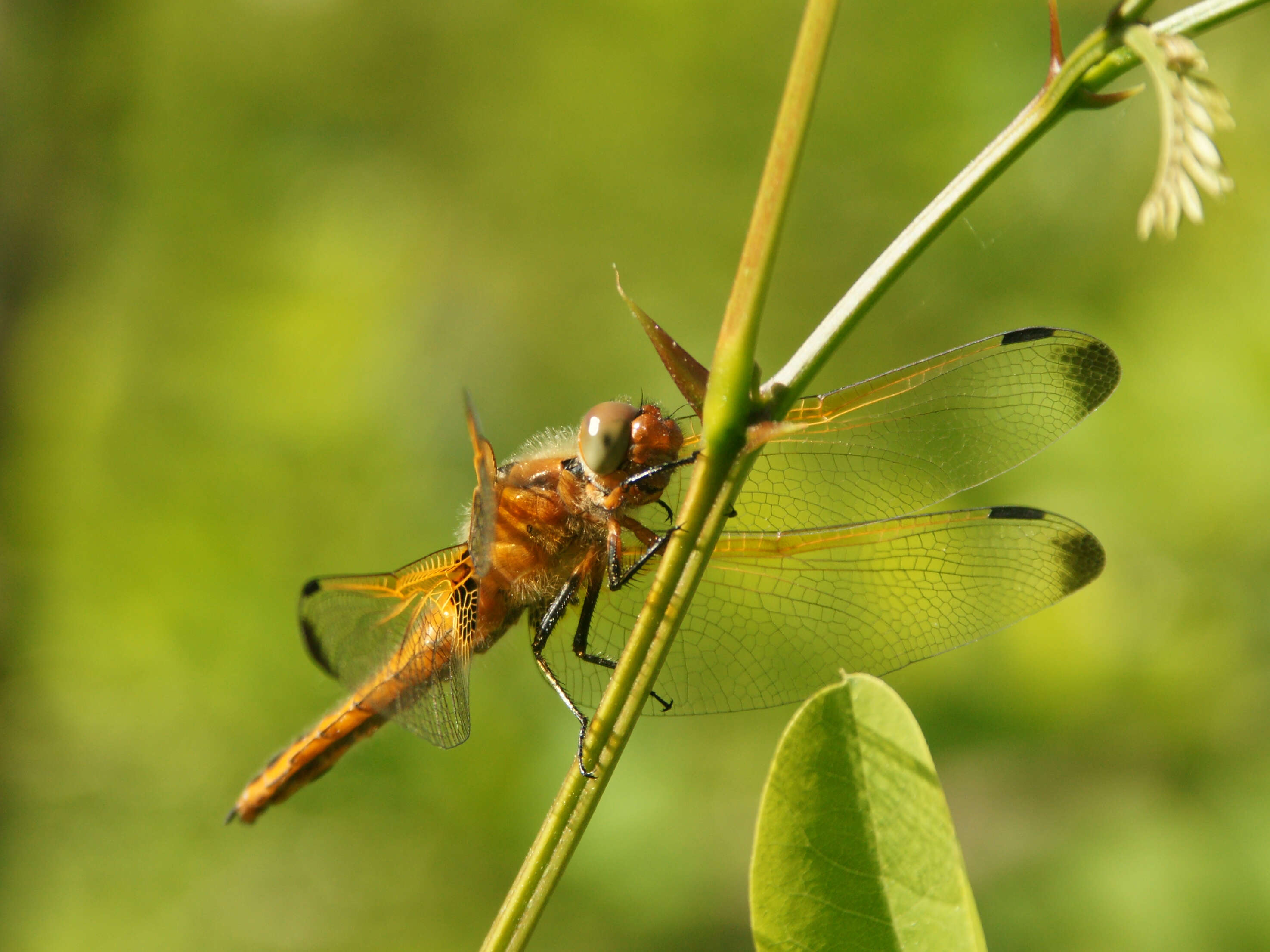 Image of Four-spotted Chaser