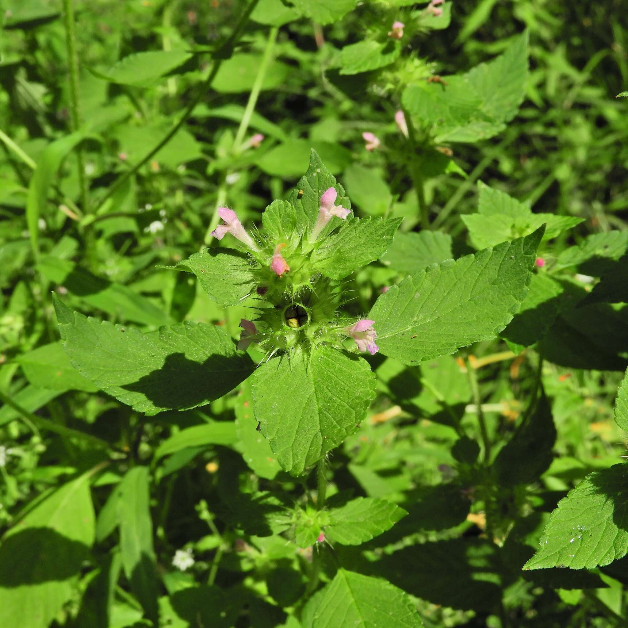 Image of lesser hemp-nettle