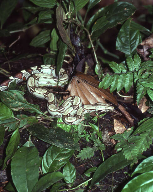 Boa constrictor Linnaeus 1758 resmi