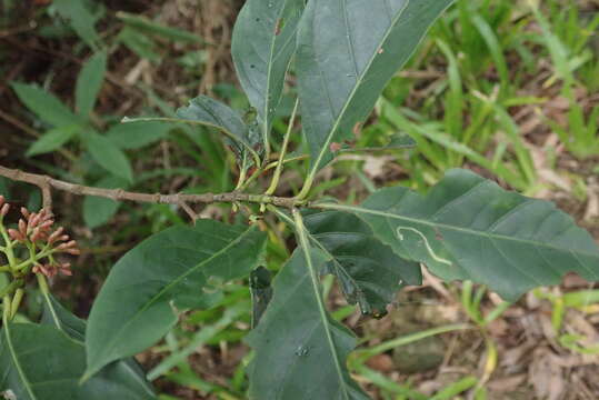 Image of Aidia cochinchinensis Lour.