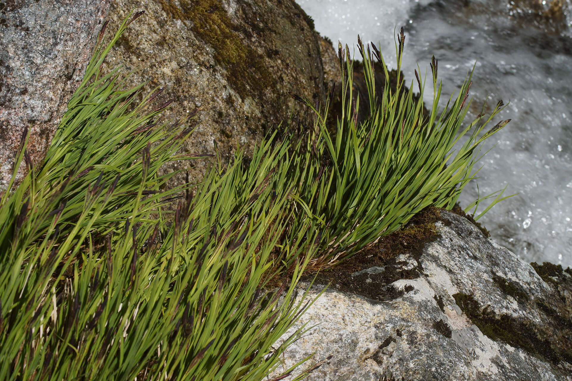 Image de Carex reuteriana subsp. reuteriana