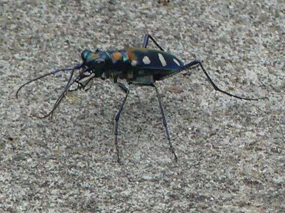 Imagem de Cicindela (Cosmodela) aurulenta Fabricius 1801