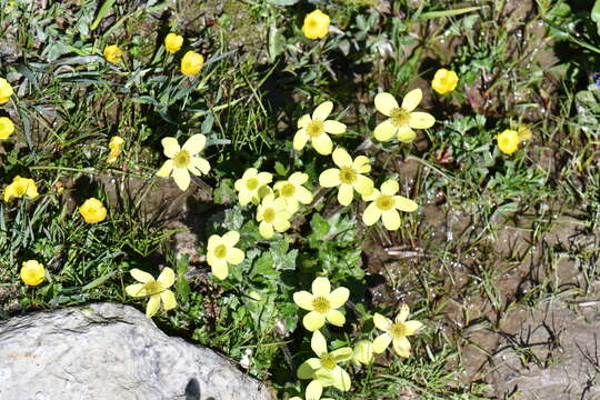 Image of Anemonastrum obtusilobum subsp. obtusilobum