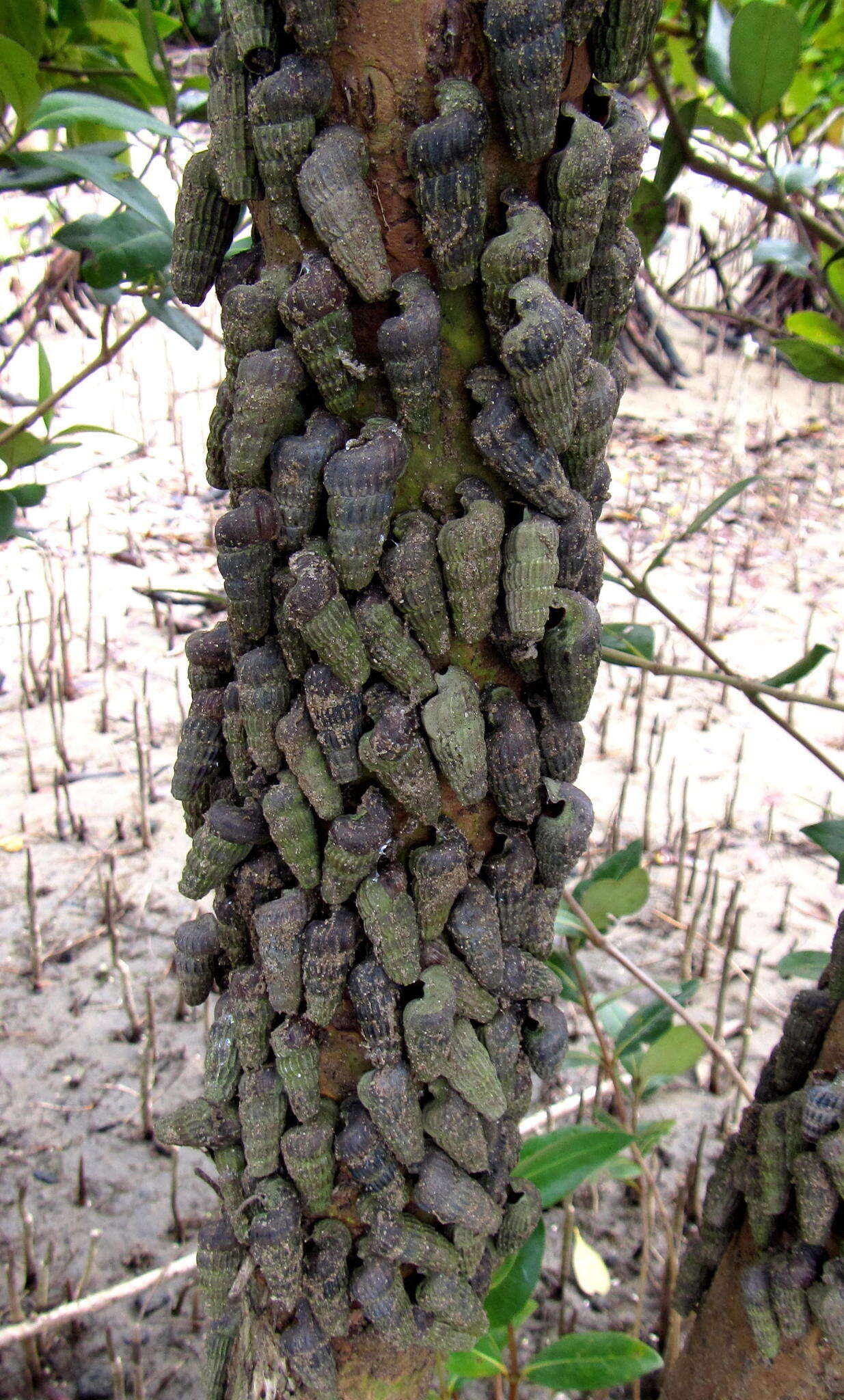 Image of truncated mangrove snail