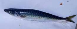 Image of Pacific Chub Mackerel