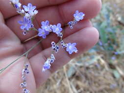 Imagem de Limonium brevipetiolatum R. Artelari & M. Erben