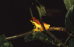 Image of Dendropsophus rhodopeplus (Günther 1858)