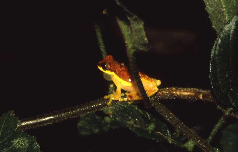 Image de Dendropsophus rhodopeplus (Günther 1858)