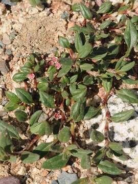 Image of Polygonum cognatum Meisn.