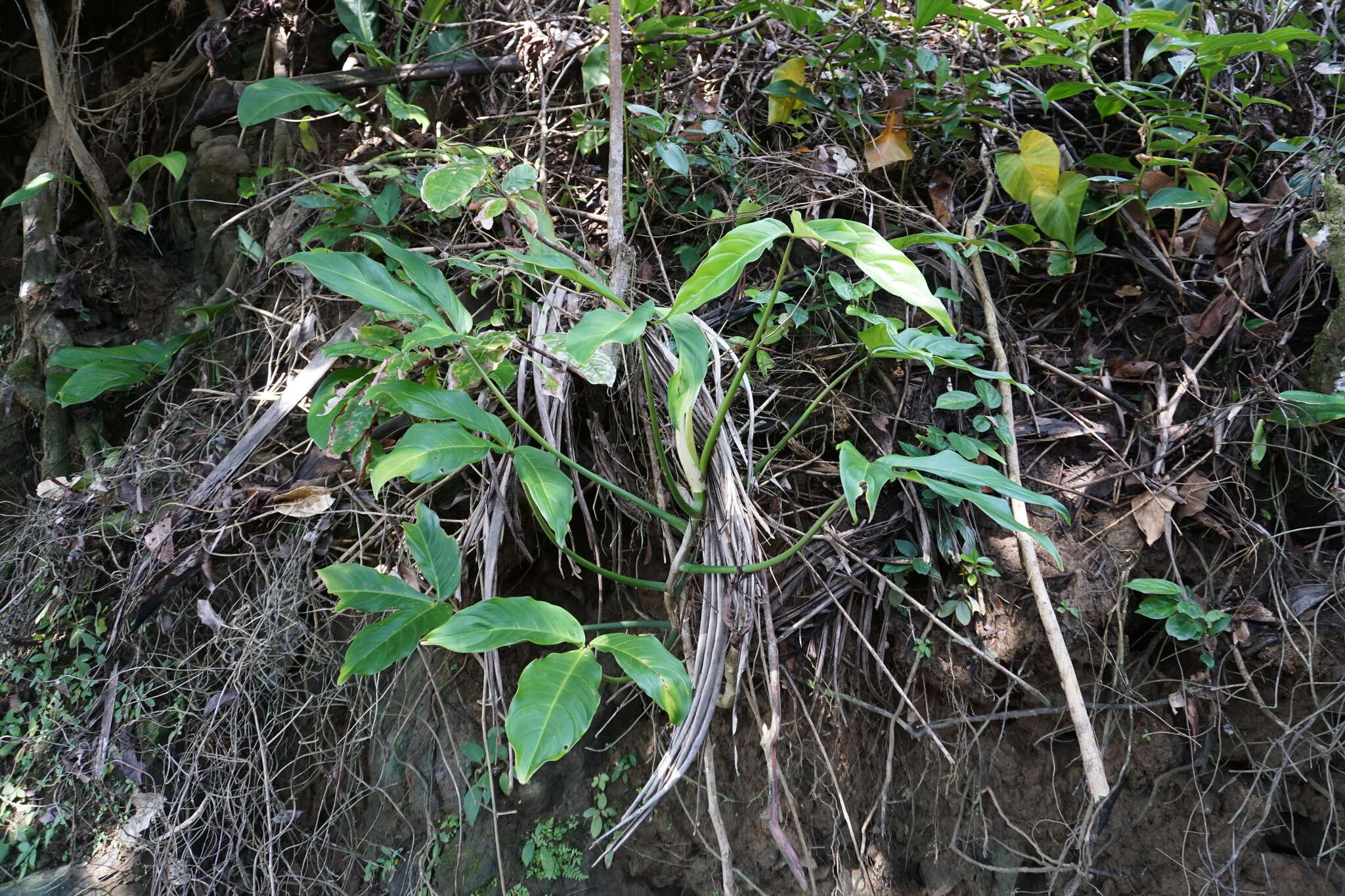 Philodendron tripartitum (Jacq.) Schott的圖片