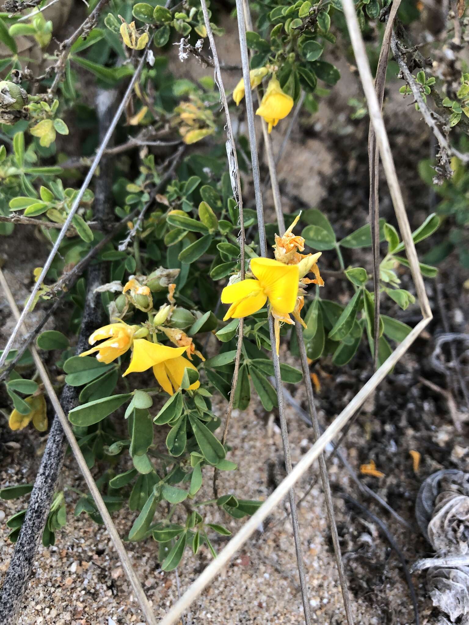 Imagem de Crotalaria medicaginea Lam.