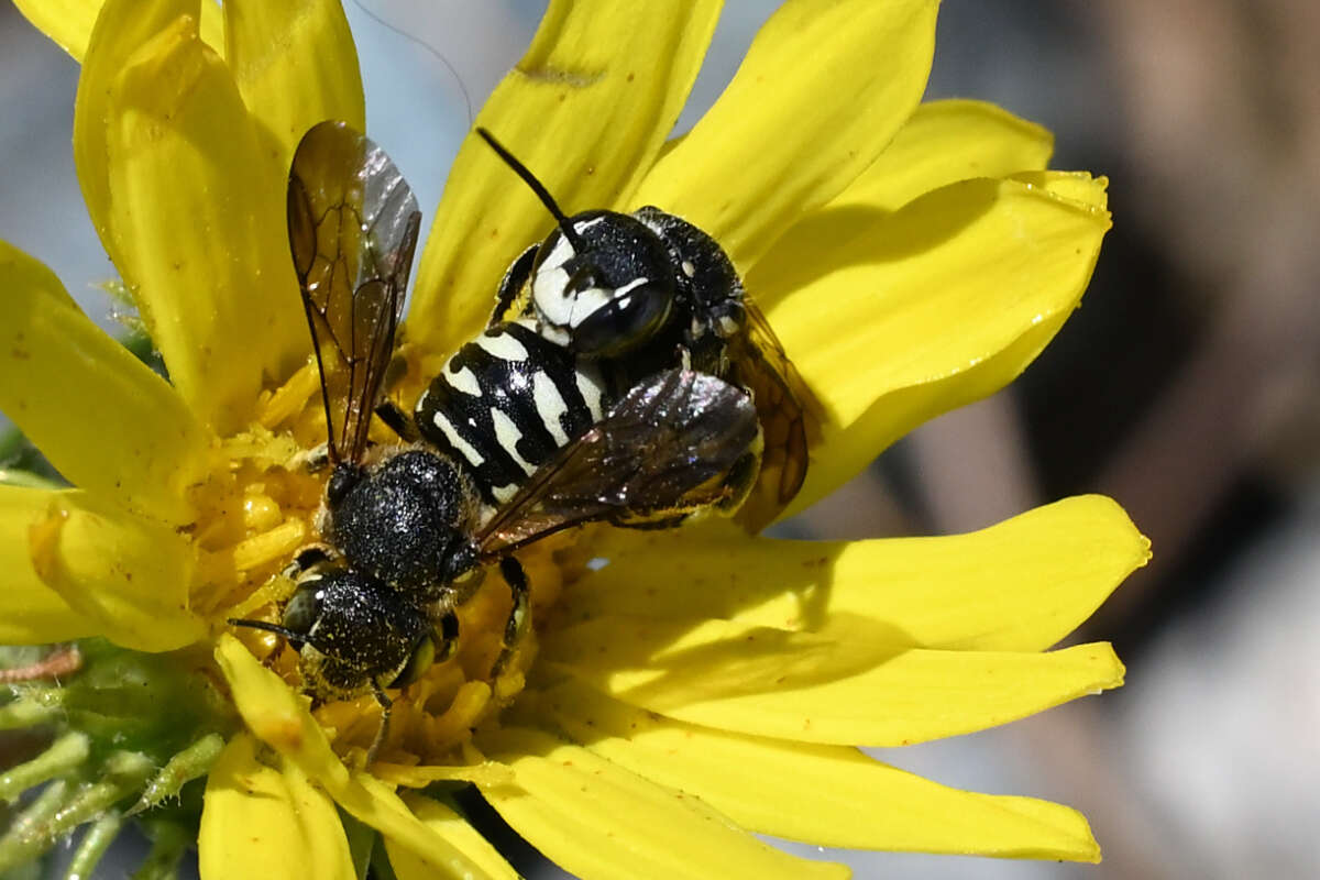 Imagem de Dianthidium subparvum Swenk 1914