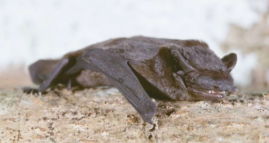 Image of Moloney's Mimic Bat