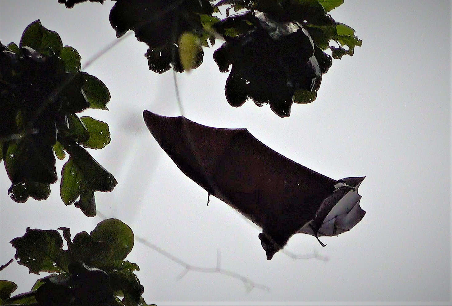 Image of Comoro Black Flying Fox