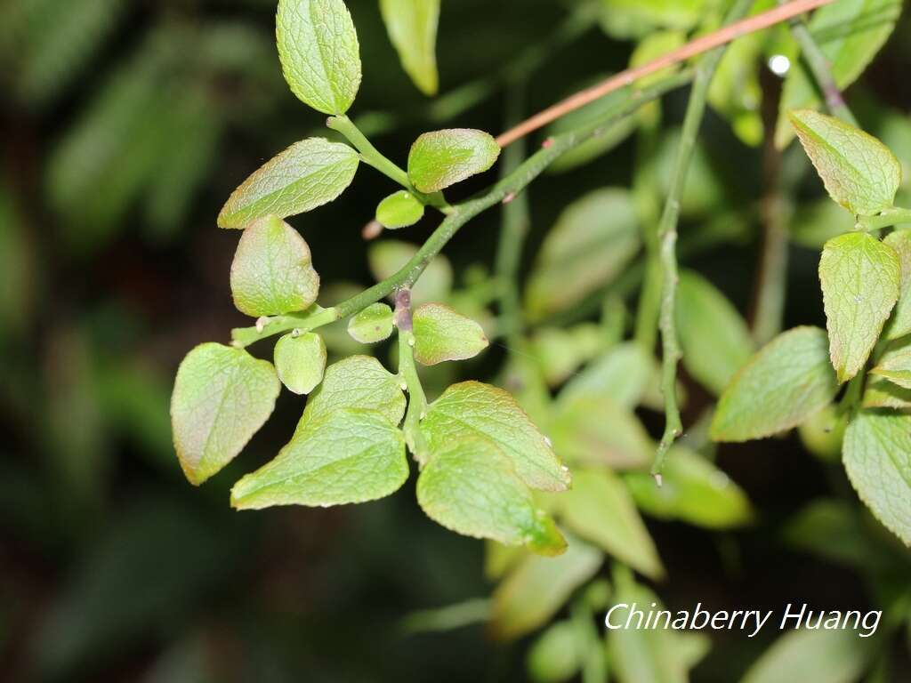 Imagem de Vaccinium japonicum var. lasiostemon Hayata