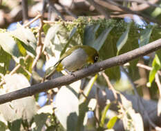 صورة Zosterops maderaspatanus (Linnaeus 1766)