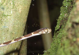 Image of Blunthead Tree Snake