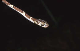 Image of Blunthead Tree Snake