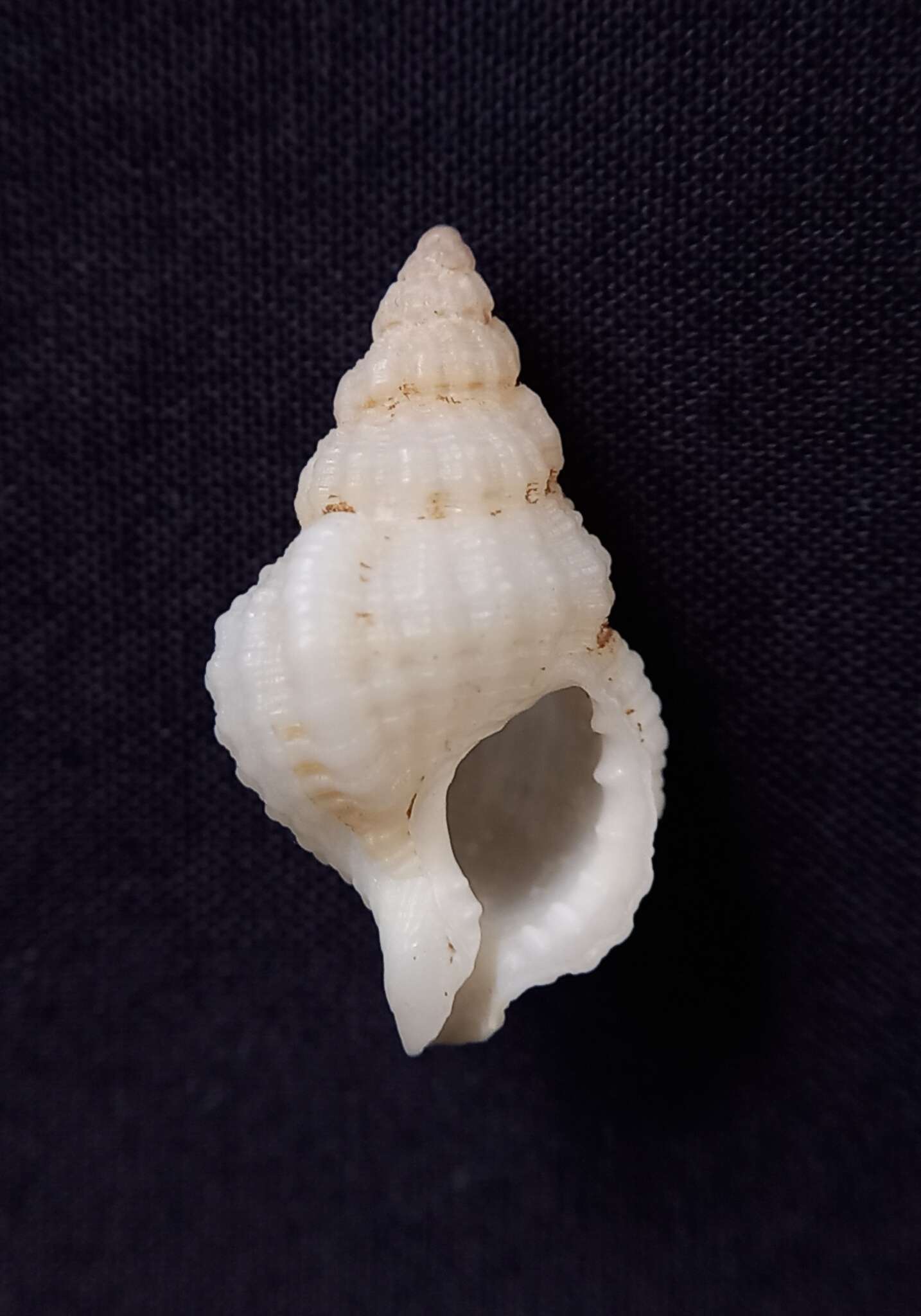 Image of Cymatiella verrucosa (Reeve 1844)