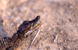 Image of Schneider's Smooth-fronted Caiman