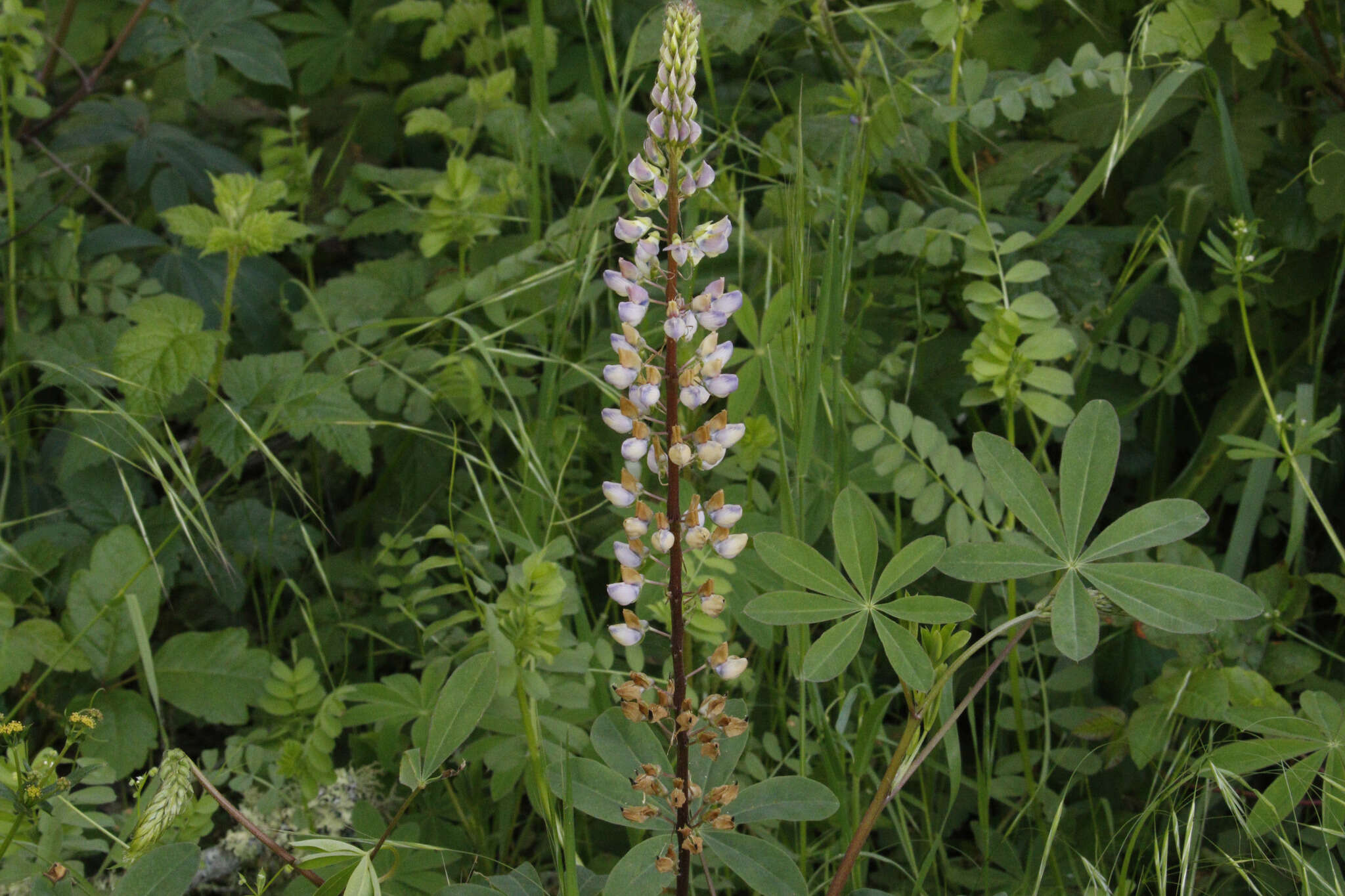 Image of broadleaf lupine