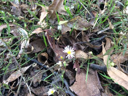 Image of western daisy fleabane