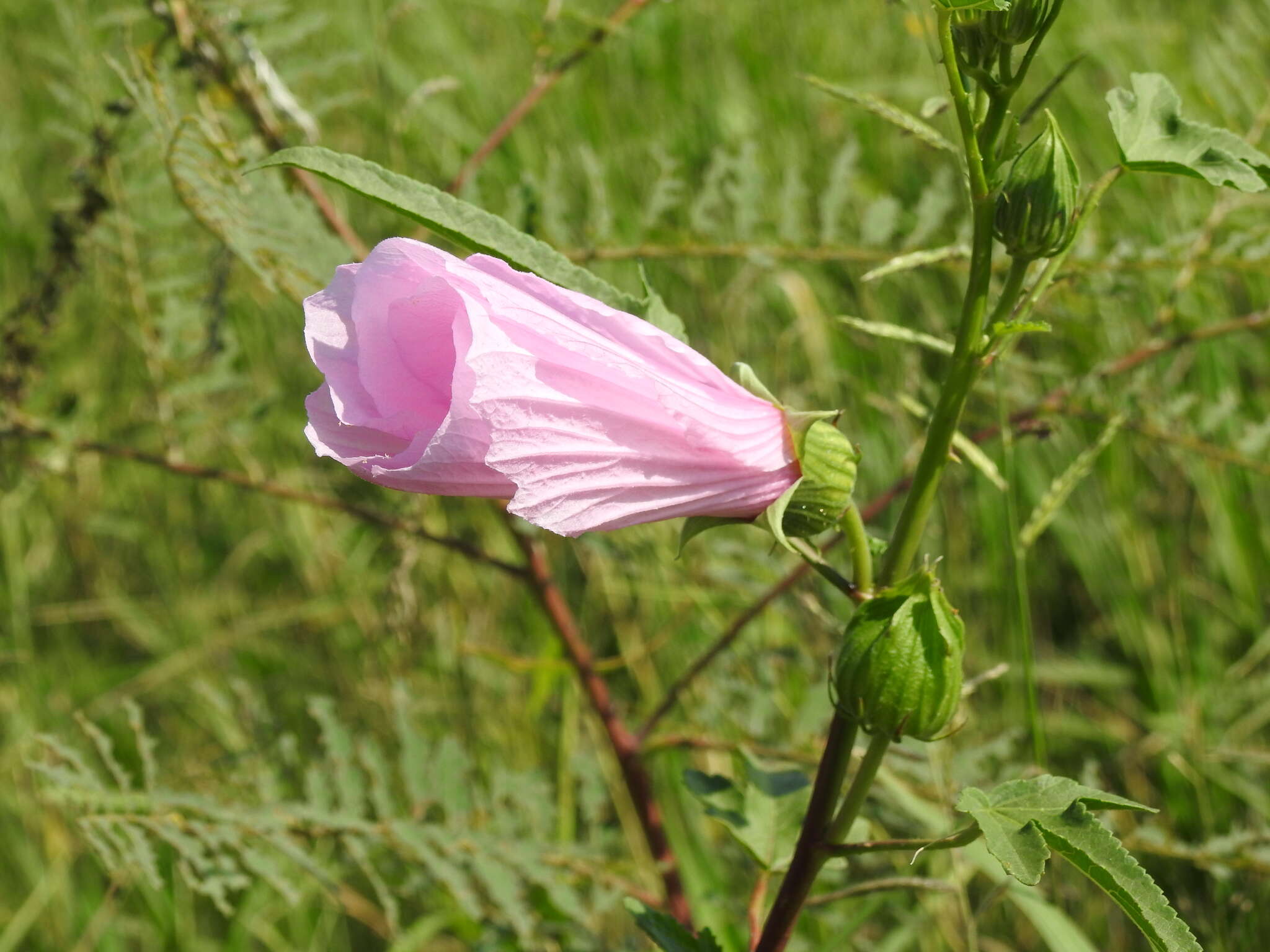 Image of striped rosemallow