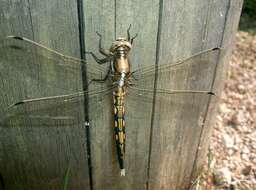 Sivun Orthetrum albistylum (Selys 1848) kuva