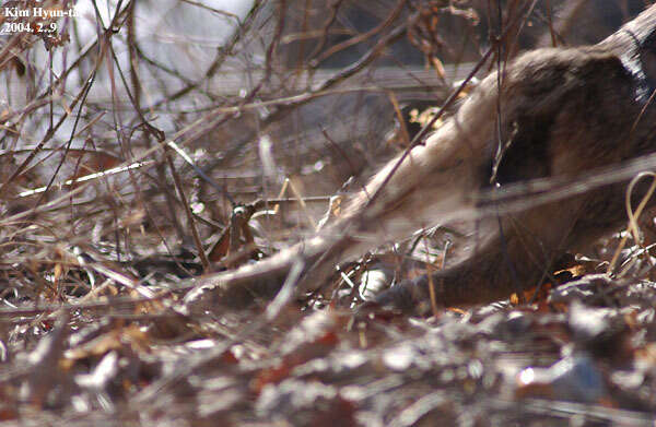 Image of Korean Hare