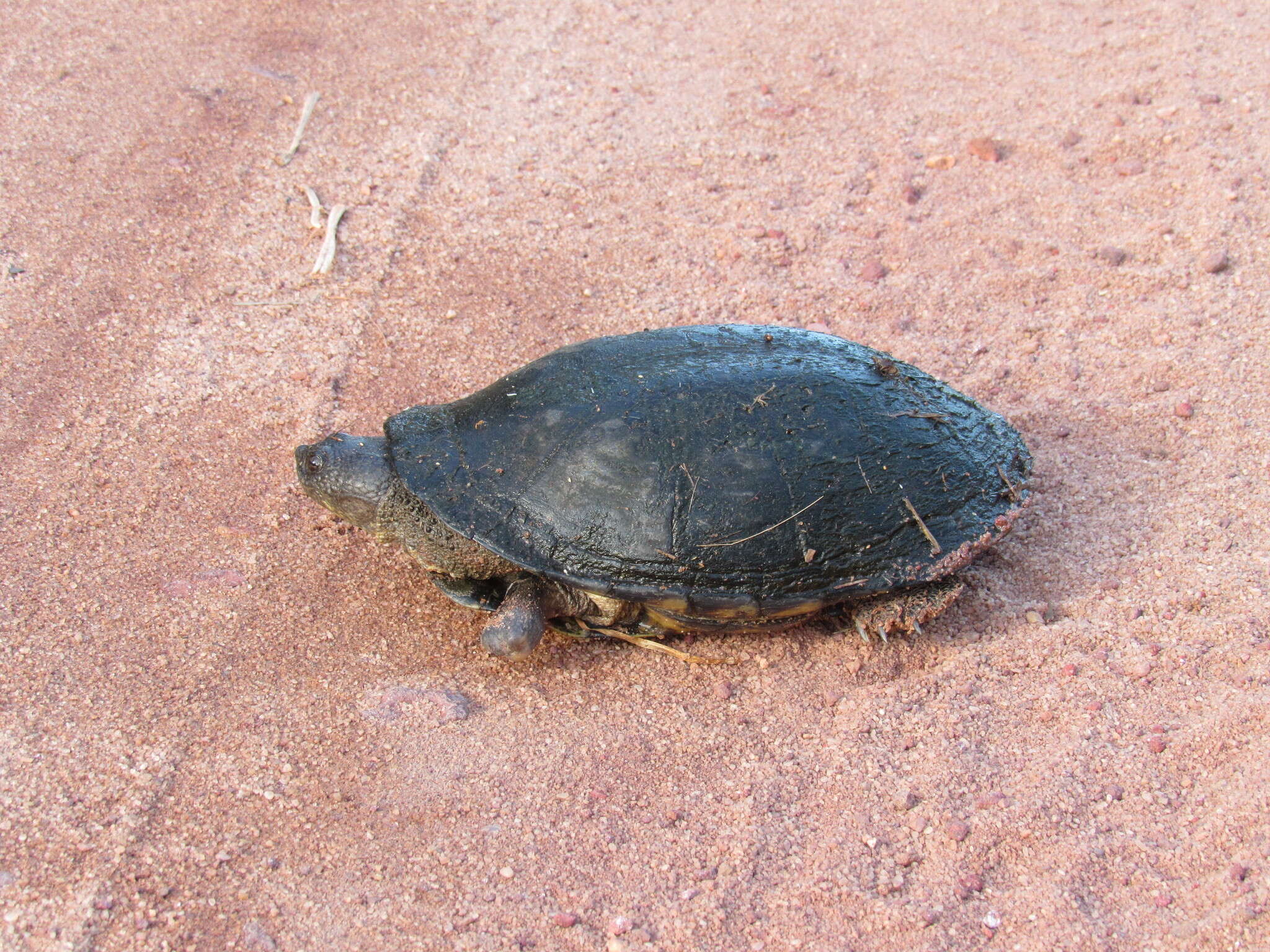 Image of Brazilian Radiolated Swamp Turtle