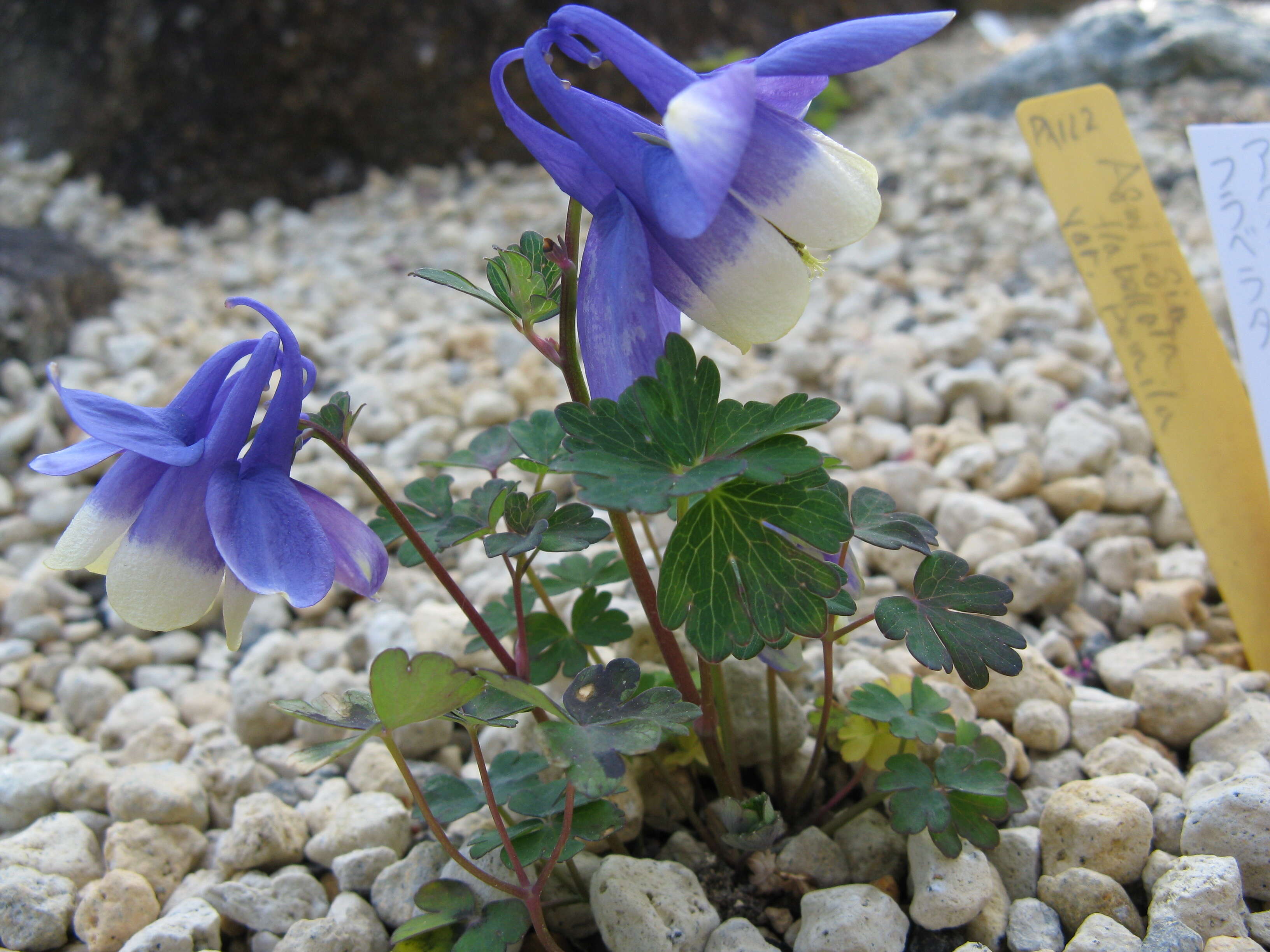 Image of fan columbine