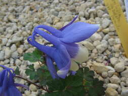 Image of fan columbine