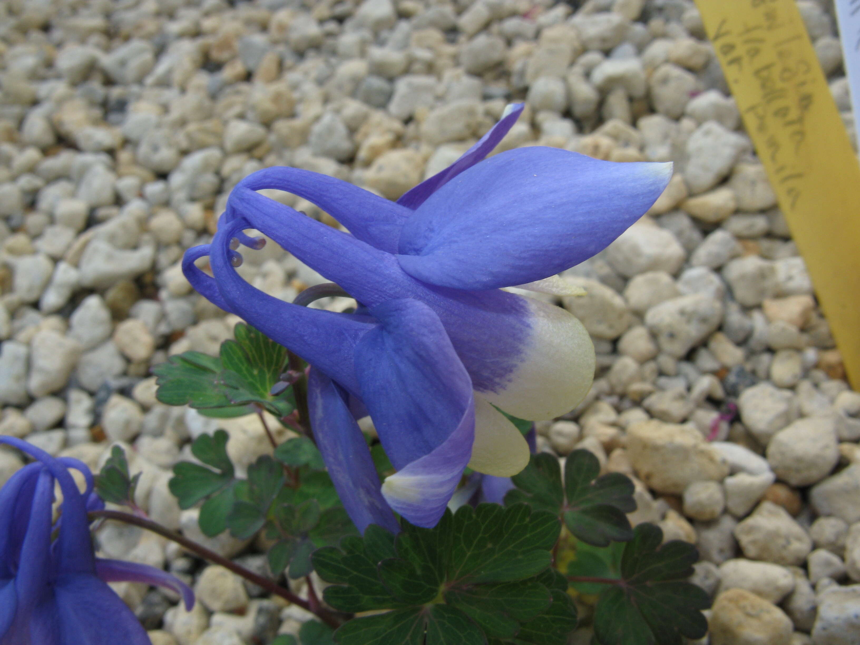 Image of fan columbine