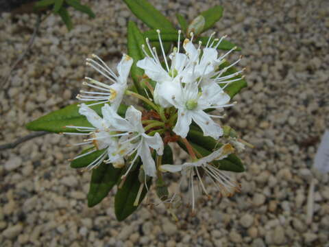 Imagem de Rhododendron tomentosum (Stokes) Harmaja