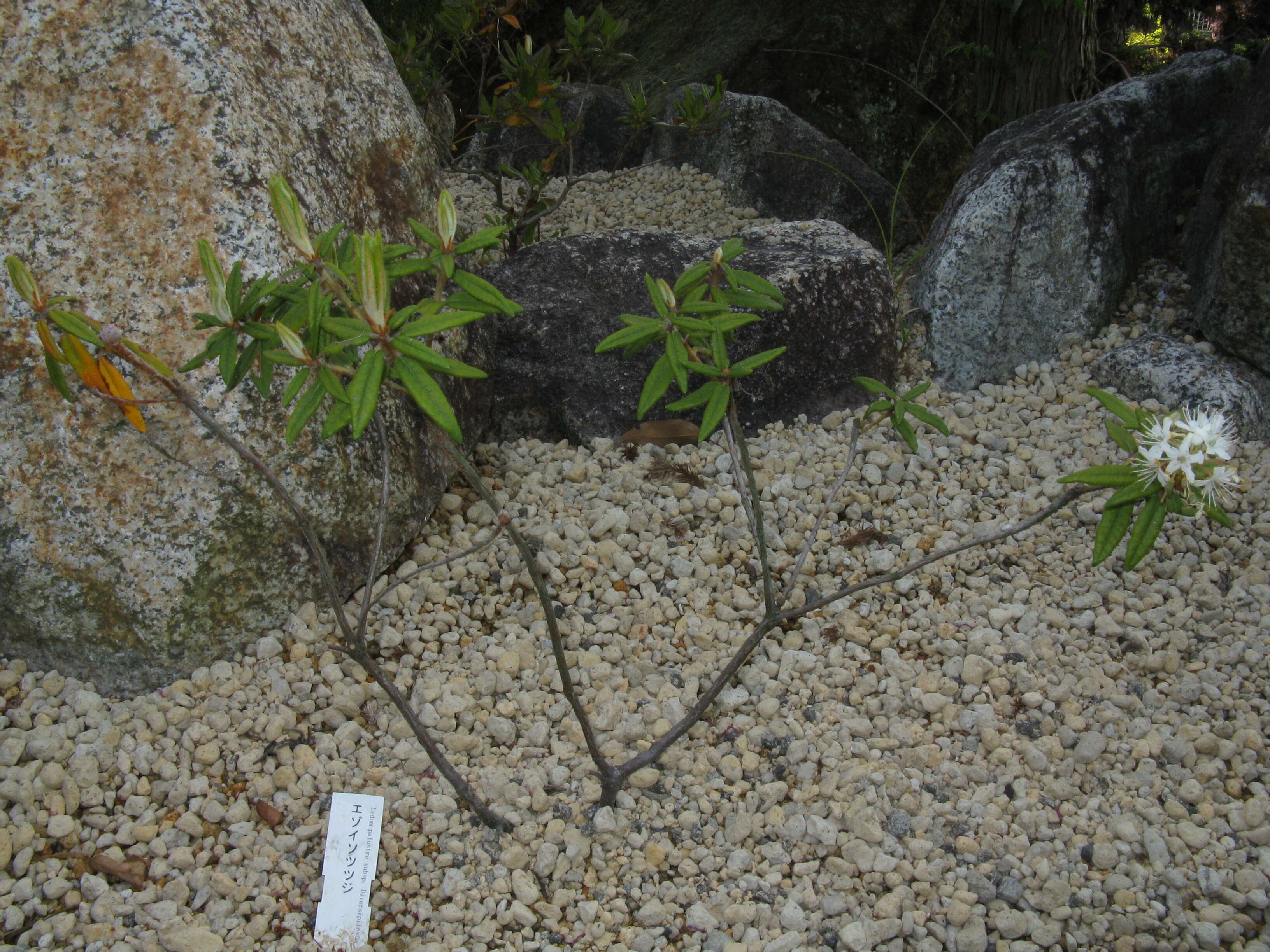 Imagem de Rhododendron tomentosum (Stokes) Harmaja