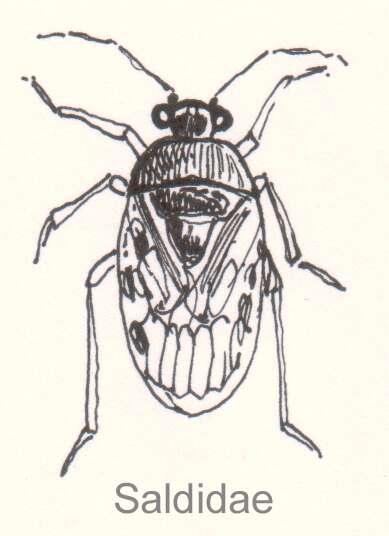 Image of Saldoidea Amyot & Serville 1843