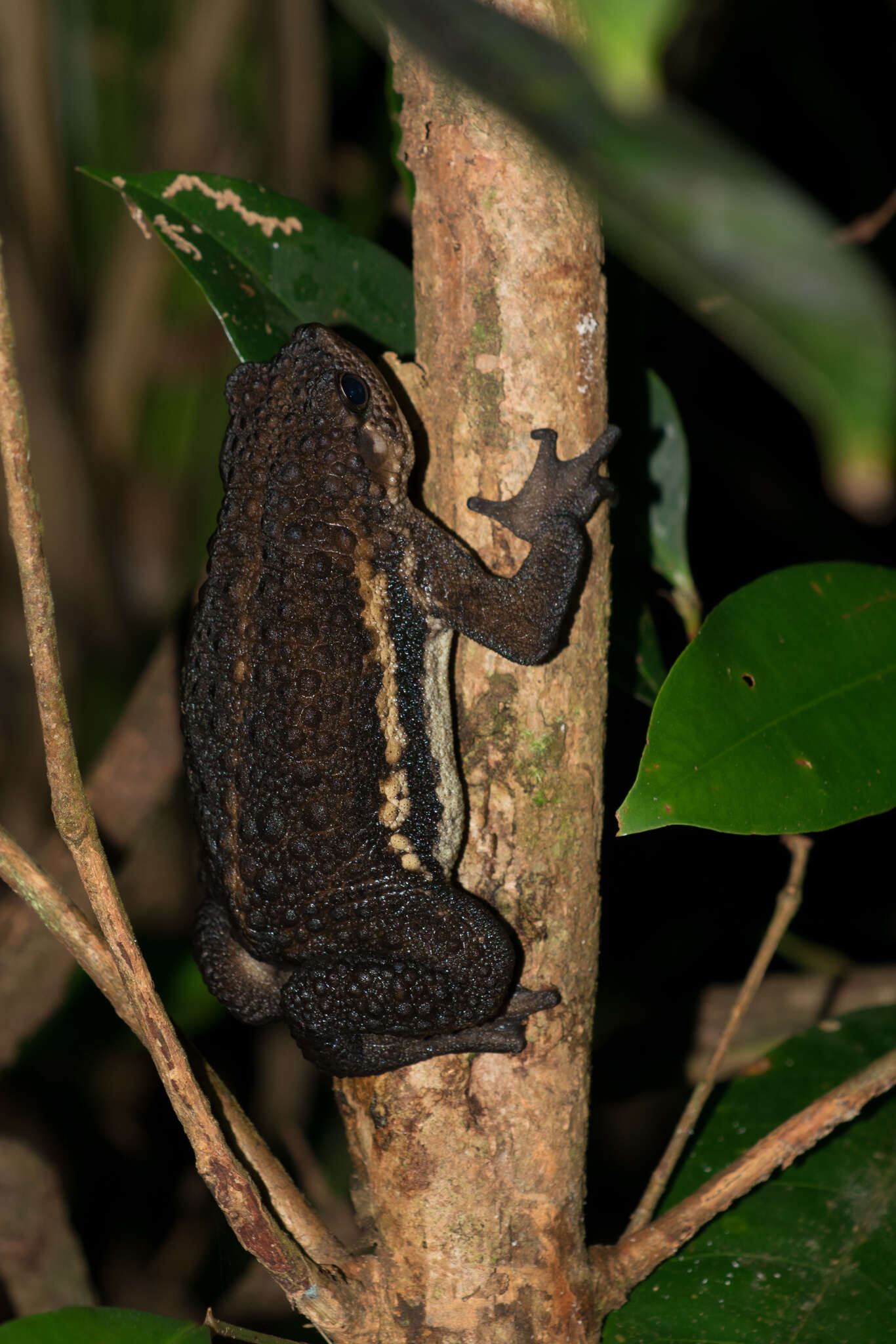 Image de Pseudobufo Tschudi 1838