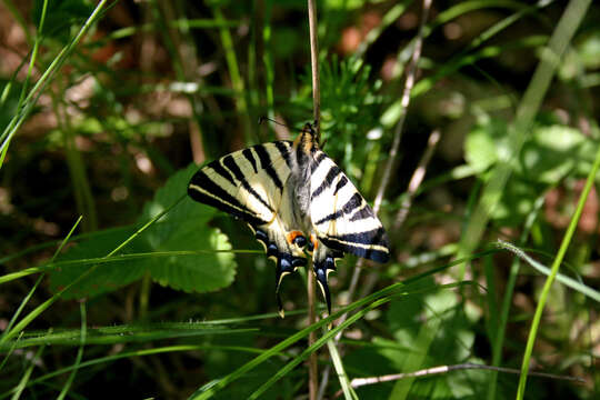 Image of Iphiclides