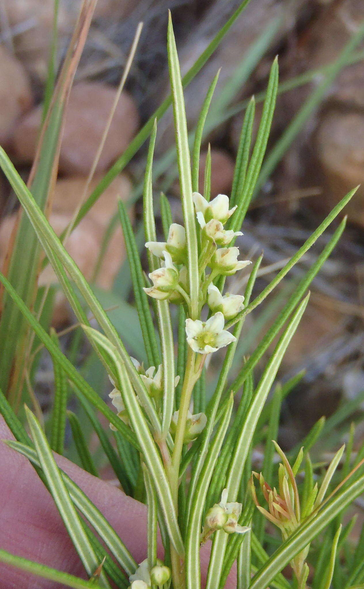 Searsia rosmarinifolia (Vahl) F. A. Barkley的圖片