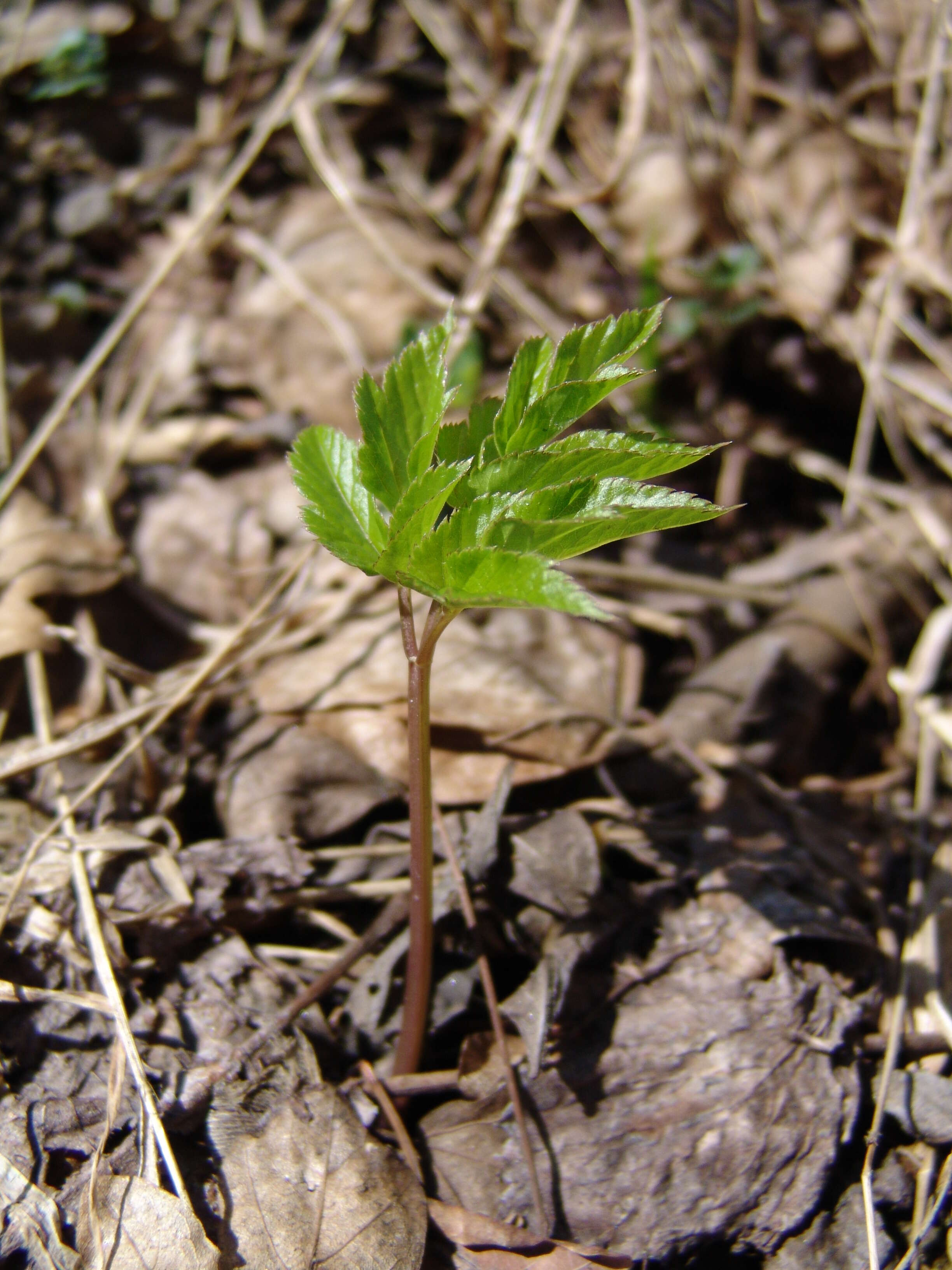 Image of bishop's goutweed