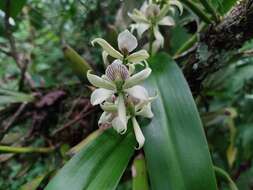 Image of Prosthechea chacaoensis (Rchb. fil.) W. E. Higgins