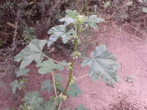 Image of cluster mallow