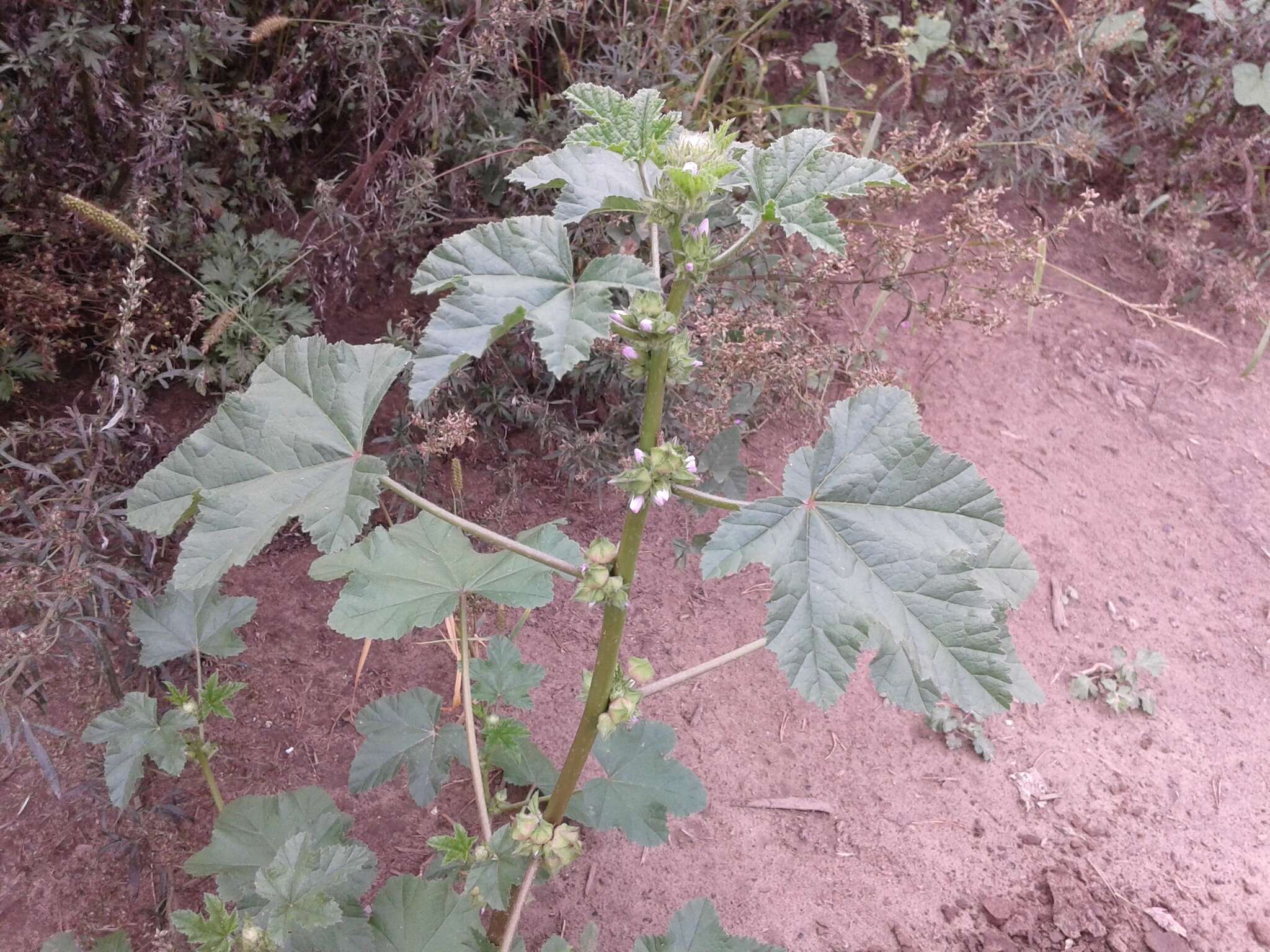 Image of cluster mallow