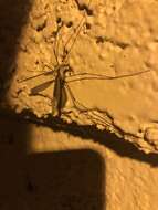 Image of Cranefly