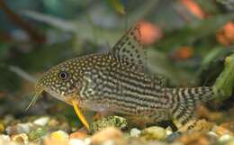 Image of Corydoras sterbai Knaack 1962