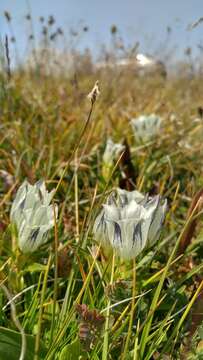 Image of arctic gentian